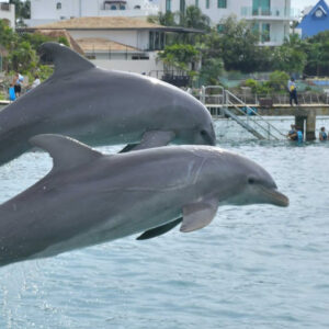 Isla Mujeres Travessia De Catamarã  Com Encontro Com Golfinhos,  Clube De Praia E Centro De Isla Mujeres