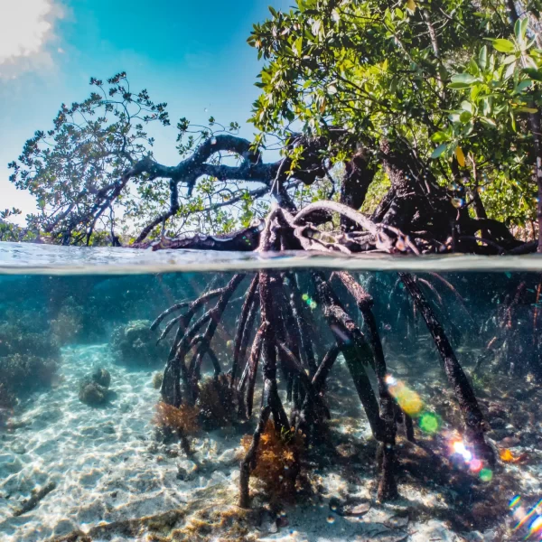 Jungle Tour Cancun Speed Boats - Conduce Tu Lancha Rapida con Snorkel - Imagen 10