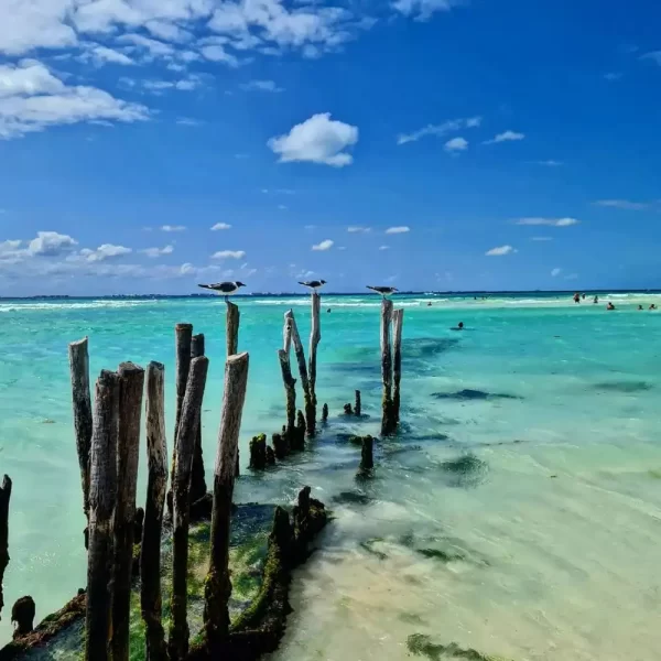 Tour a ISLA MUJERES en Catamaran TODO Incluido 🔥 + CLUB DOLPHIN DISCOVERY - Imagen 5